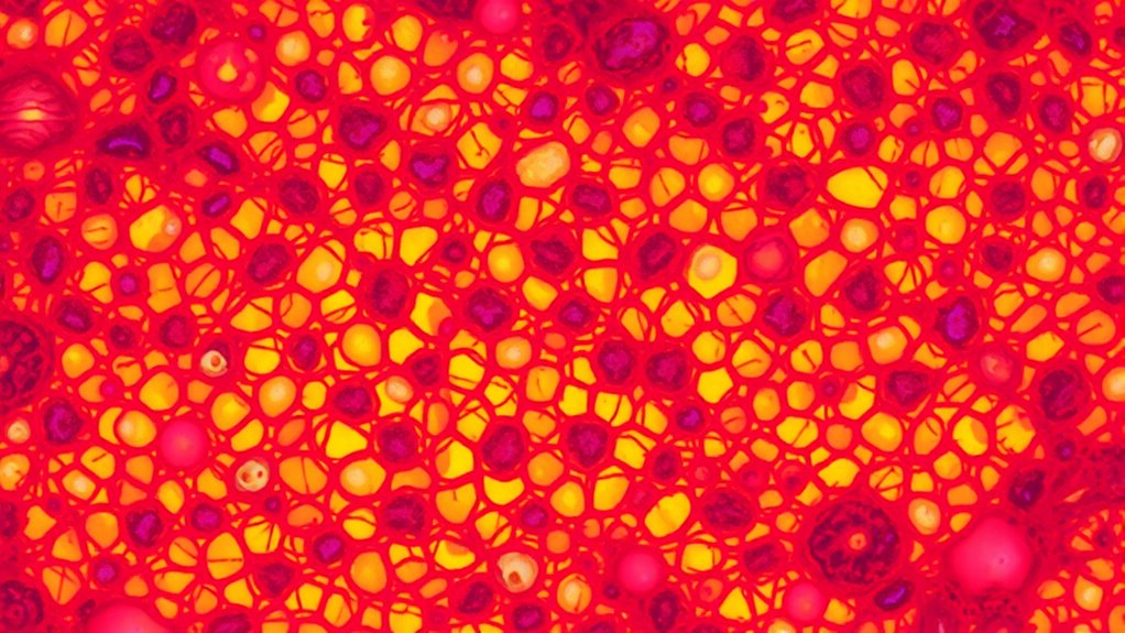 cell proliferation and extracellular matrix