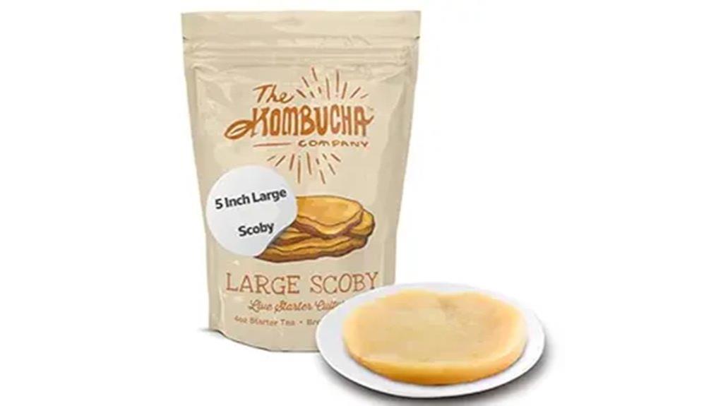 large kombucha scoby with starter