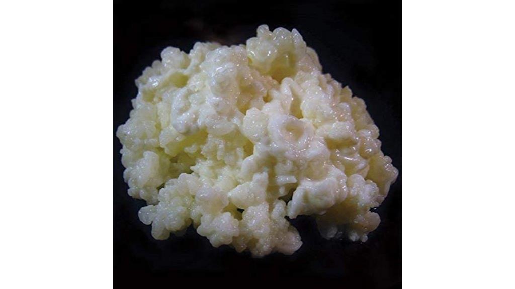 milk kefir grain guide