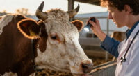 The Cow’s Horn Was Literally Growing Into Its Skull