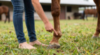 TIL that horses have no muscles in their lower legs, so their hooves act as "second hearts". A horse that can't move risks blood pooling in its hooves, which can cause tissue death starting from the hooves up. This is a key reason why leg injuries are often fatal for horses.