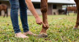 TIL that horses have no muscles in their lower legs, so their hooves act as "second hearts". A horse that can't move risks blood pooling in its hooves, which can cause tissue death starting from the hooves up. This is a key reason why leg injuries are often fatal for horses.